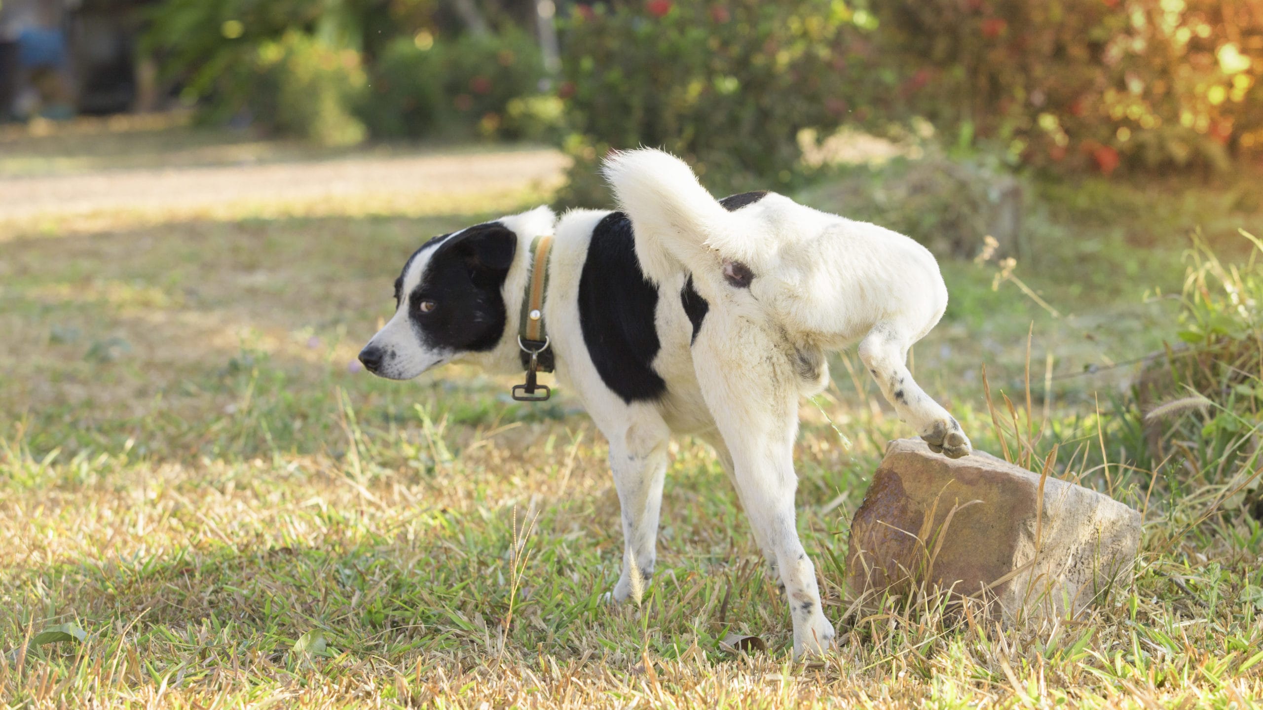 腎泌尿器科の概要特色