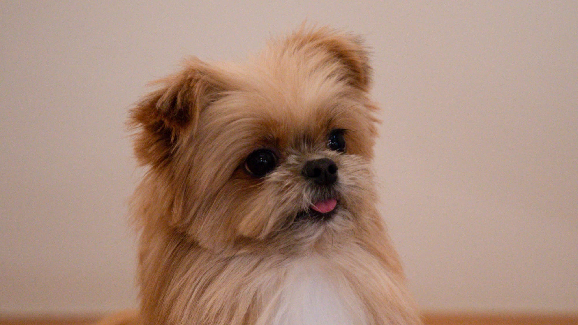 京都 犬と猫のがんケア